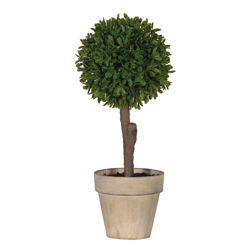 Miniature Boxwood Tree in Pot – Saks & Hart
